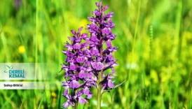 Salep Bitkisi: Doğanın Gücüyle Sağlığınıza Şifa Katın