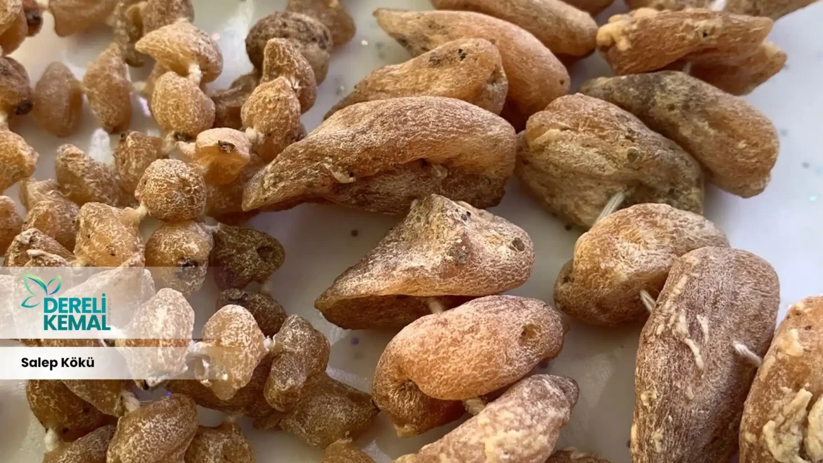 Salep Kökü: Doğanın Gücüyle Gelen Şifa ve Lezzet