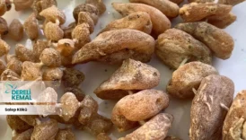 Salep Kökü: Doğanın Gücüyle Gelen Şifa ve Lezzet