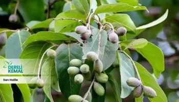 Sarı Halile: Doğanın Gücünü Yansıtan Eşsiz Bir Güzellik