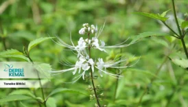 Tanaka Bitkisi: Doğanın Gücünü Evine Taşıyan Eşsiz Bir Bitki