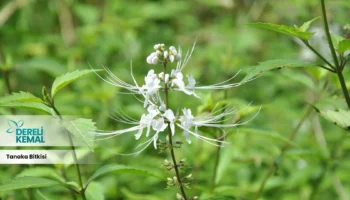 Tanaka Bitkisi: Doğanın Gücünü Evine Taşıyan Eşsiz Bir Bitki