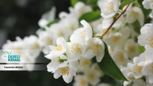 Yasemin Bitkisi: Doğanın Gücünü Evinize Taşıyan Şifalı Bir Hazine