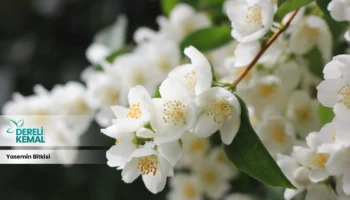 Yasemin Bitkisi: Doğanın Gücünü Evinize Taşıyan Şifalı Bir Hazine